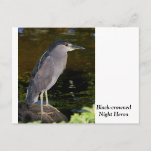 Zwarte Night Heron Briefkaart