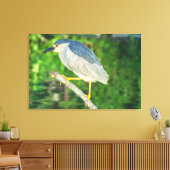 Zwarte Night Heron Canvas Afdruk (Insitu (Woonkamer))