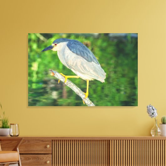 Zwarte Night Heron Canvas Afdruk (Insitu (Woonkamer))