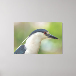 Zwarte Night Heron Canvas Afdruk