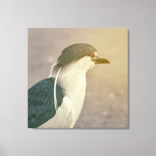 Zwarte Night Heron Canvas Afdruk