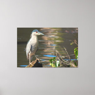 Zwarte Night Heron Canvas Afdruk