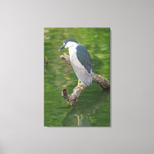 Zwarte Night Heron Canvas Afdruk