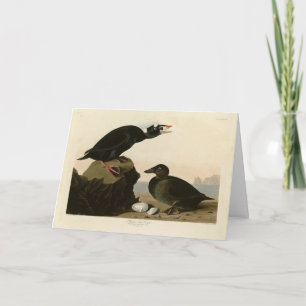 Zwarte of Surf Duck van Audubon's Birds of America Kaart
