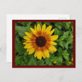 Zwarte-oogige Susan Briefkaart (Voorkant / Achterkant)