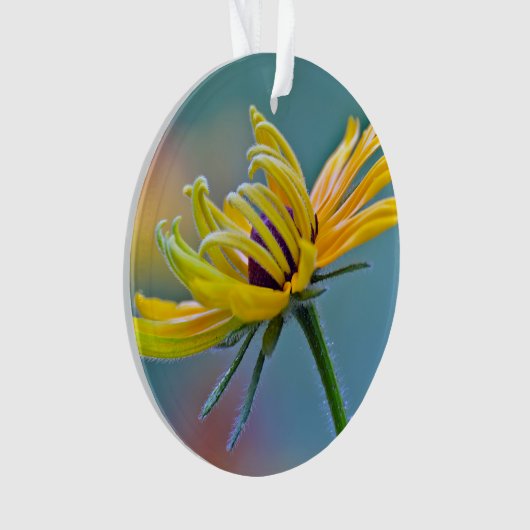 Zwarte-oogige Susan Ornament (voorkant)