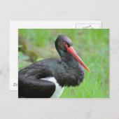 Zwarte ooievaar briefkaart (Voorkant / Achterkant)