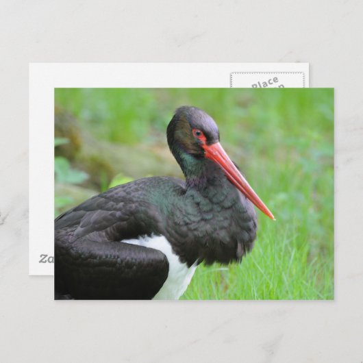 Zwarte ooievaar briefkaart (Voorkant / Achterkant)