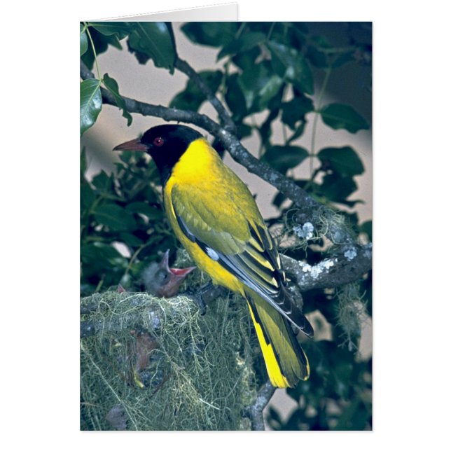 Zwarte Oriole (Voorkant)