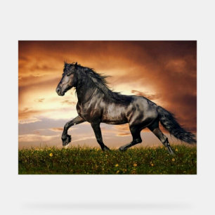 zwarte paard acryl bord