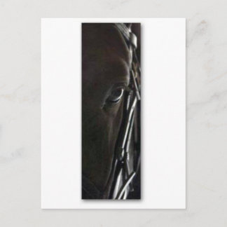 zwarte paard briefkaart