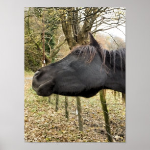 ZWARTE PAARD POSTER