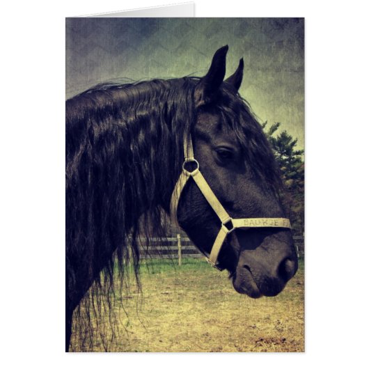 Zwarte paarden (Voorkant)