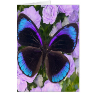 Zwarte, Paarse en blauwe vlinder