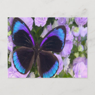 Zwarte, Paarse en blauwe vlinder Briefkaart