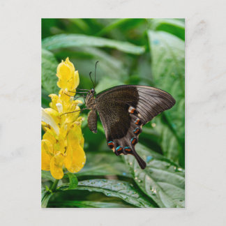 Zwarte Pages Papilio op bloem Briefkaart