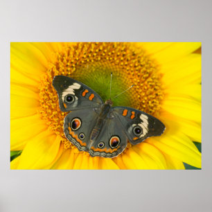Zwarte Pages Papilio polyxenes op Zonnebloem Poster