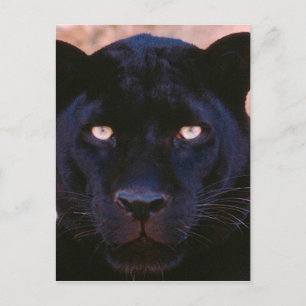 Zwarte panter briefkaart
