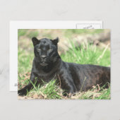 Zwarte panter briefkaart (Voorkant / Achterkant)