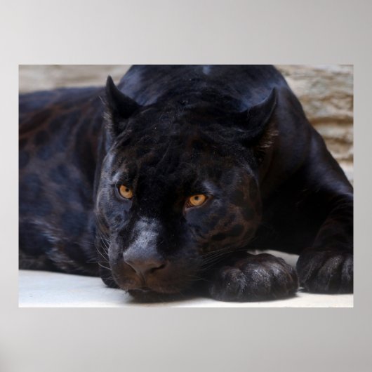 Zwarte panter poster (Voorkant)