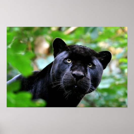 Zwarte panter poster (Voorkant)