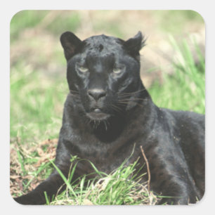 Zwarte panter vierkante sticker