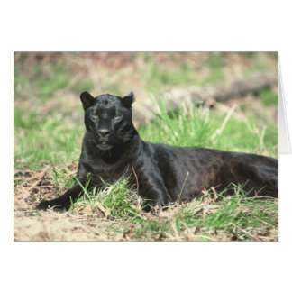 Zwarte Pantherkaart