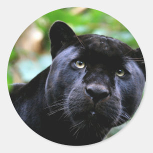 Zwarte PantherMacro Ronde Sticker