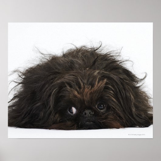 Zwarte pekingese hond die ligt poster (Voorkant)