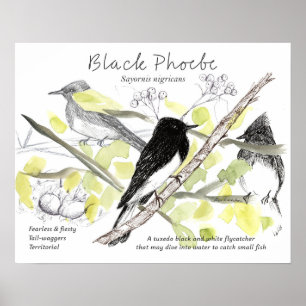 Zwarte Phoebe Vogel Smoking Black Tree Tekening Poster