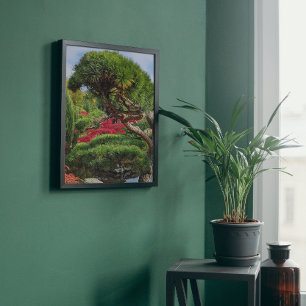 Zwarte pine-boom en rode Japanse mantel Foto Afdruk