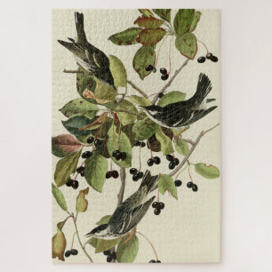 Zwarte poll Warbler uit Audubon's Birds of America Legpuzzel