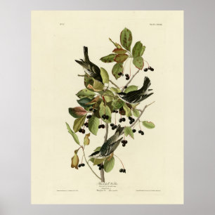 Zwarte poll Warbler uit Audubon's Birds of America Poster