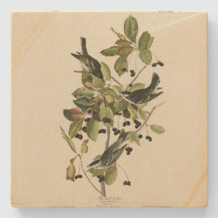 Zwarte poll Warbler uit Audubon's Birds of America Stenen Onderzetter