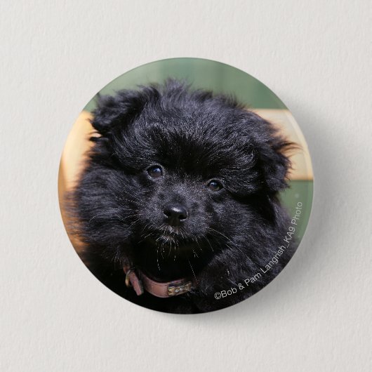 Zwarte Pommeren Puppy Ronde Button 5,7 Cm (Voorkant)