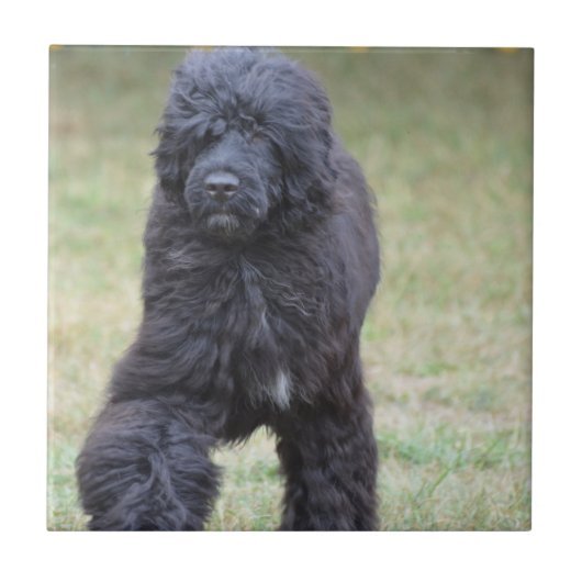 Zwarte Portugese waterhond Tegeltje (Voorkant)