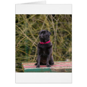 zwarte pug