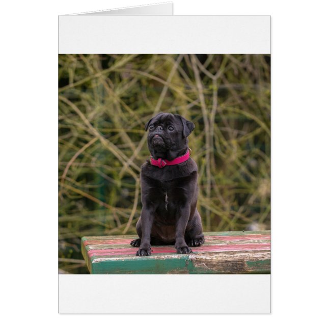 zwarte pug (Voorkant)