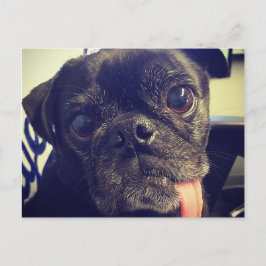Zwarte Pug Briefkaart