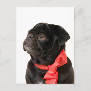 Zwarte pug met rode boog briefkaart
