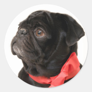 Zwarte pug met rode boog ronde sticker