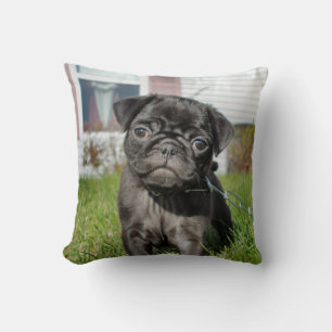 Zwarte pug pup kussen