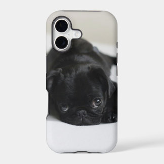 Zwarte Pug Puppy
