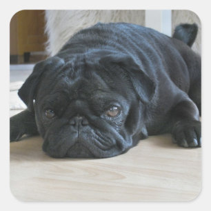 Zwarte Pugin Foto Sticker
