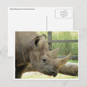 zwarte rhino briefkaart (Voorkant / Achterkant)