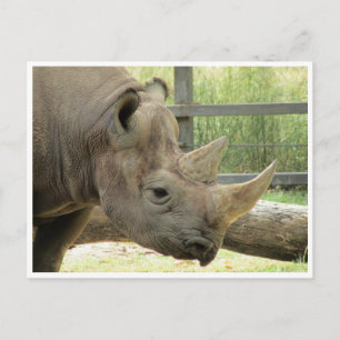 zwarte rhino briefkaart