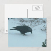 Zwarte rij in de winter briefkaart (Voorkant / Achterkant)