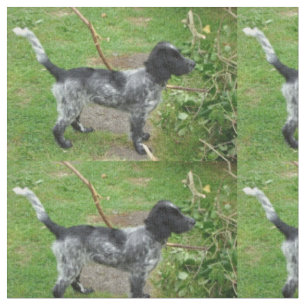 zwarte roan enlish_cocker_spaniel full.png stof
