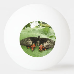 zwarte rode en goudvlinder Ping Ball Ball