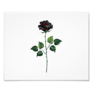 Zwarte roos bloem foto afdruk